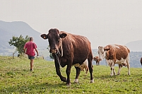 Vaches laitieres au pre