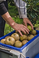 Recolte pommes